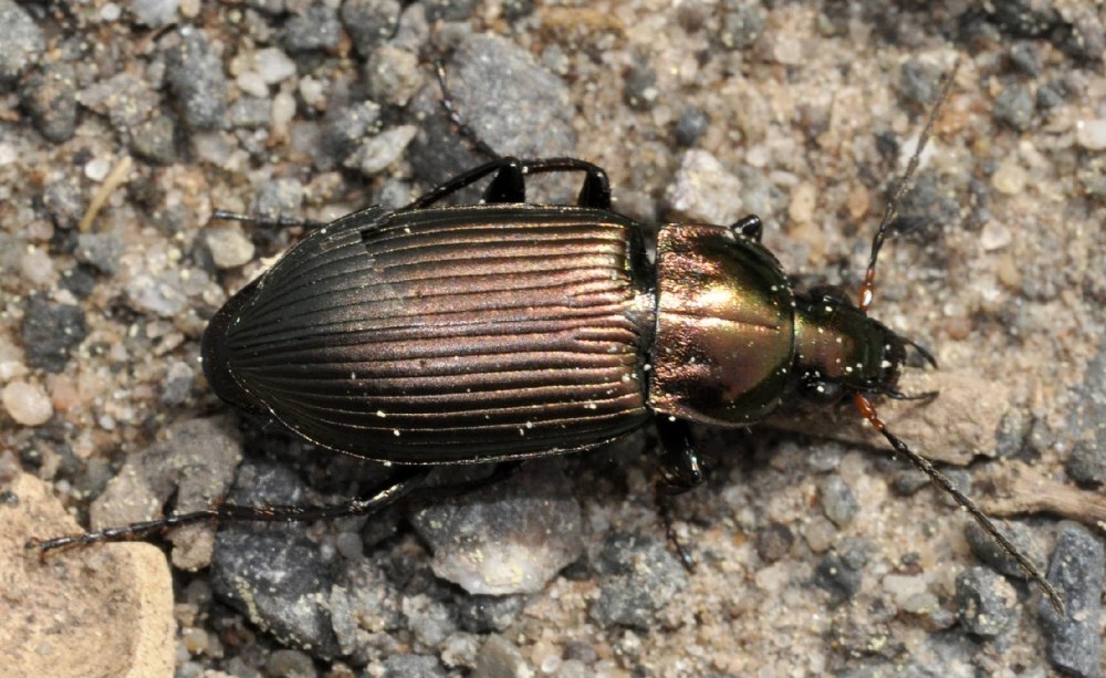 Жужелица и Жук Щелкун их отличие фото