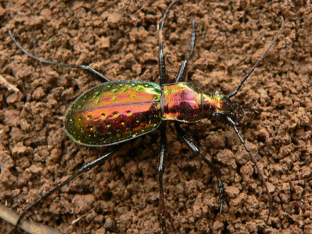 Chrysotribax Hispanus dromensis