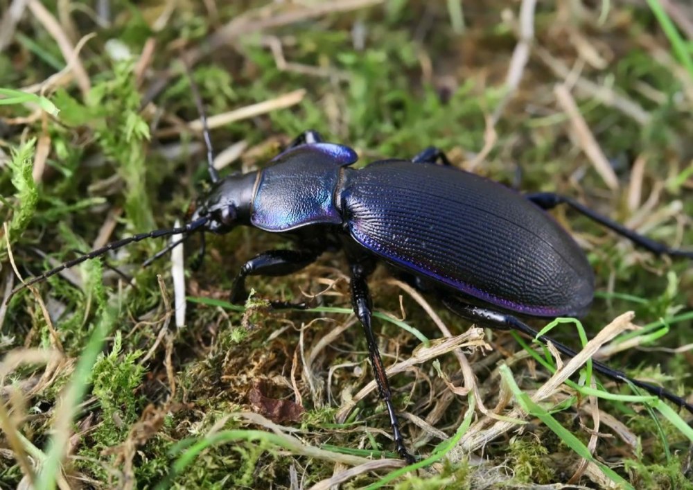 Жужелица венгерская Carabus Hungaricus
