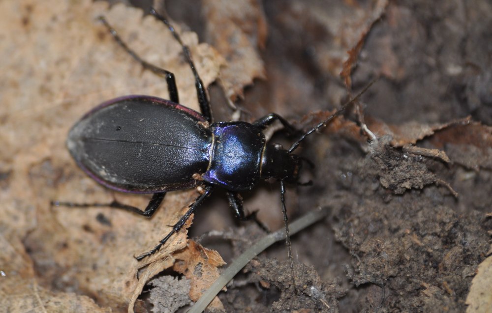Жужелица Карабус виолацеус