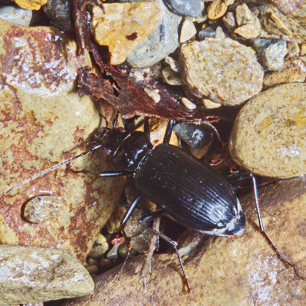 Жужелица Янковского