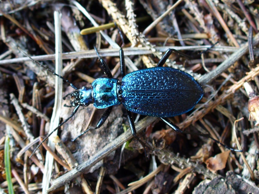 Жук жужелица Кавказская