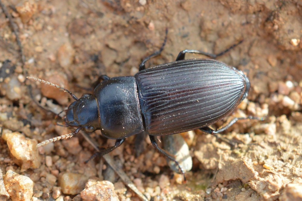 Колеоптерология фото