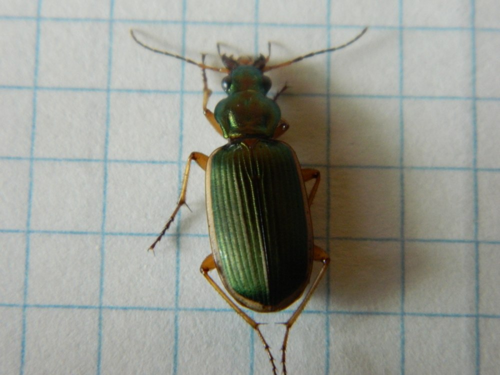 Жук бомбардир