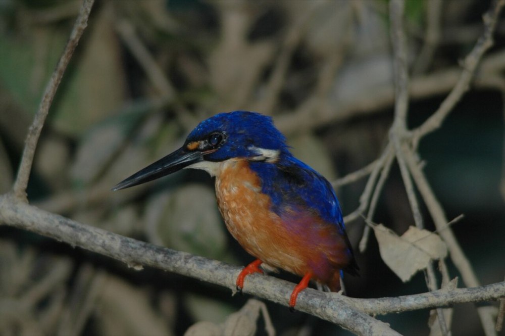 Ceyx Azureus