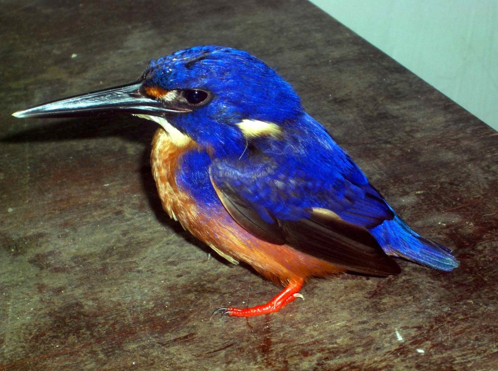 Ceyx Azureus