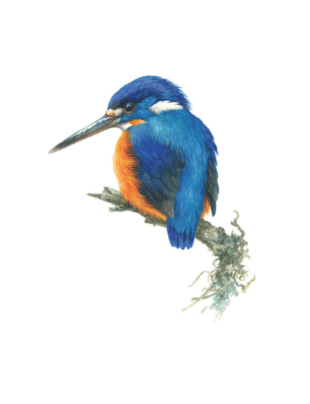 Azure Kingfisher