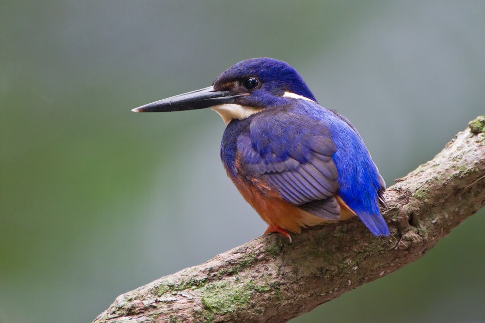 Ceyx Azureus