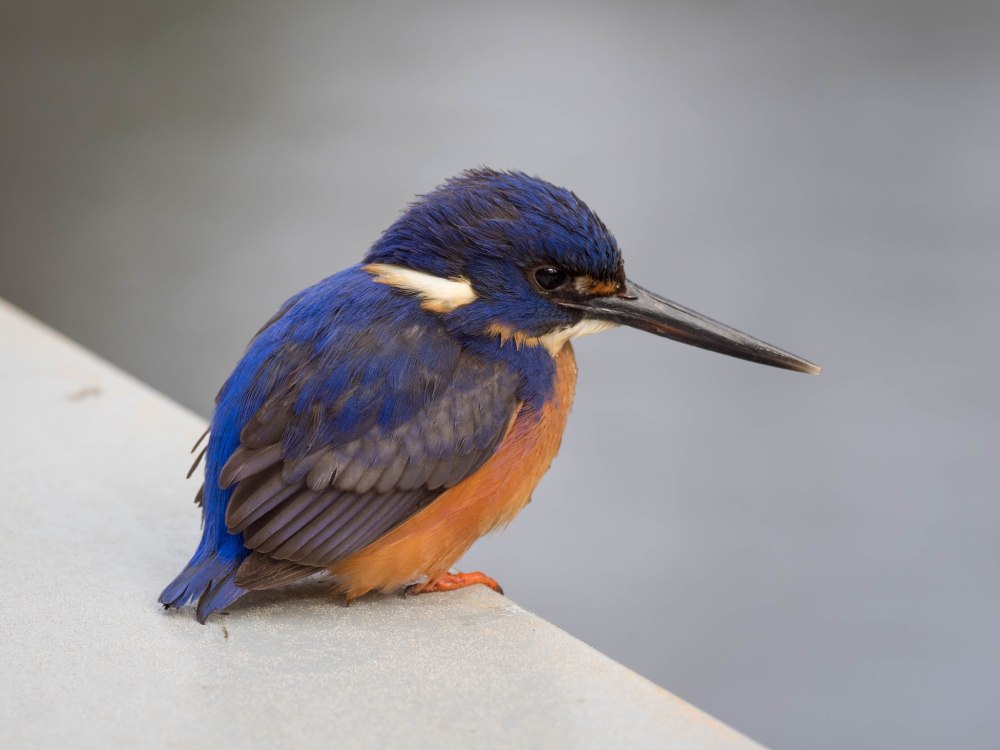 Ceyx Azureus