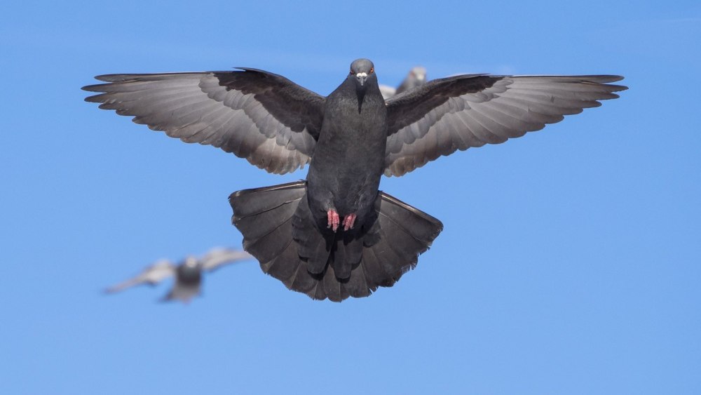 Голубь с расправленными крыльями