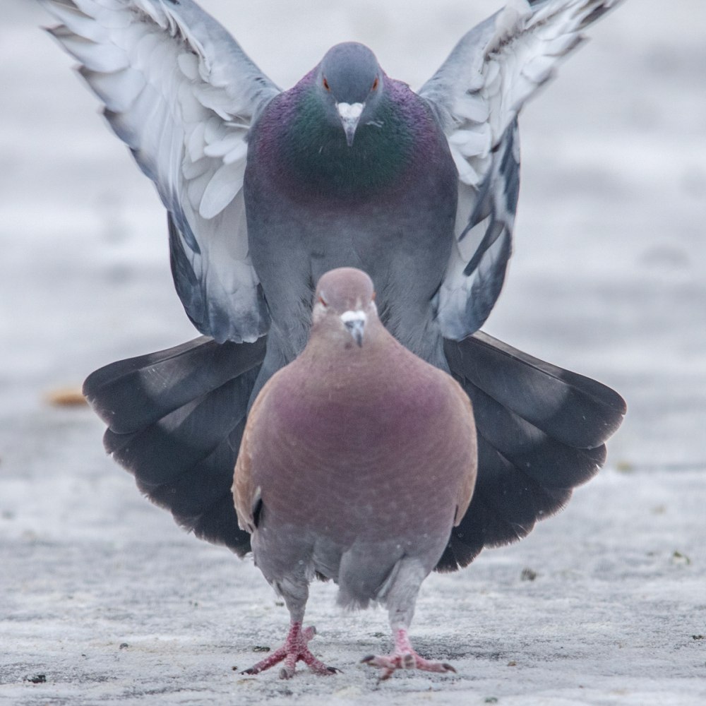 Голубь сизарь