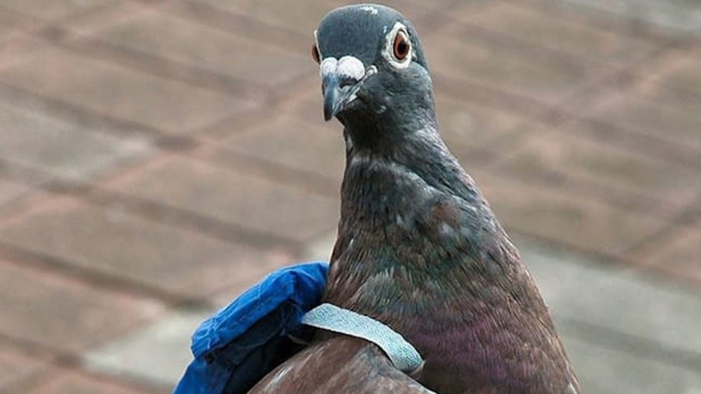 Фландрский голубь