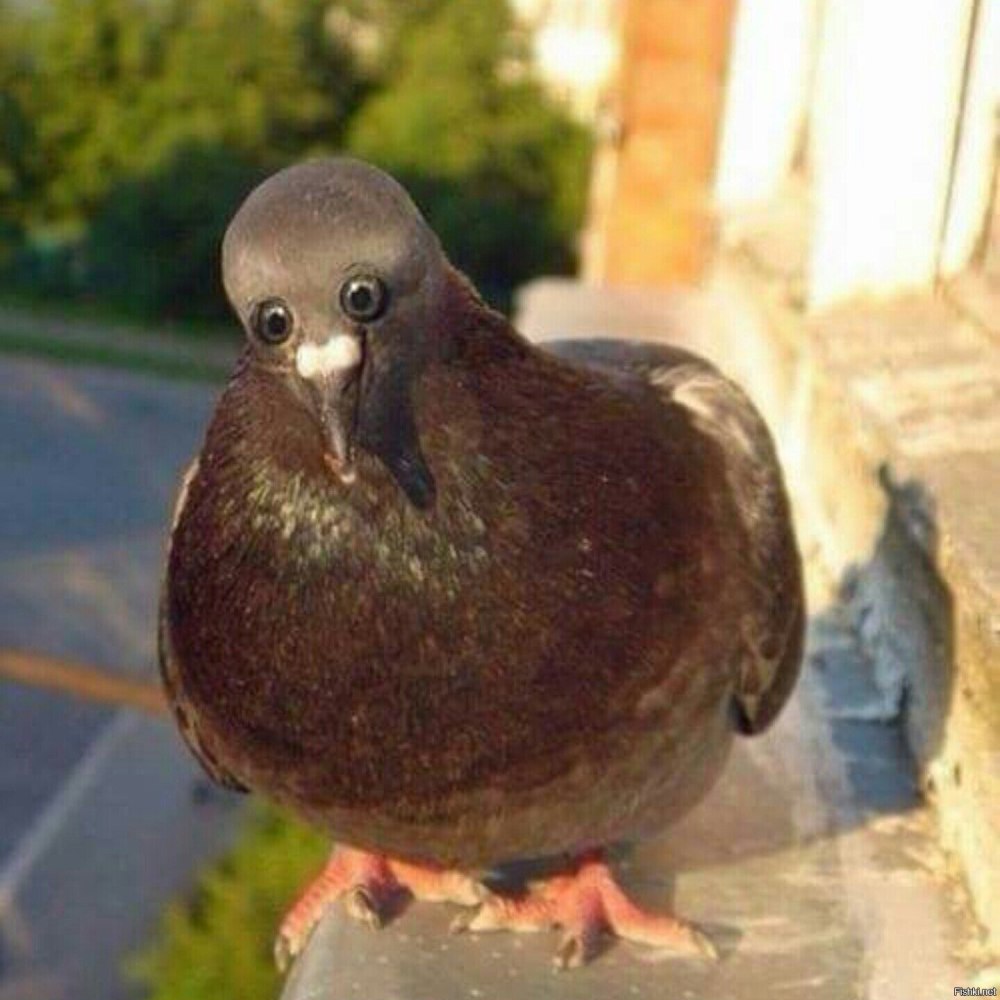Если бы у голубя были глаза спереди