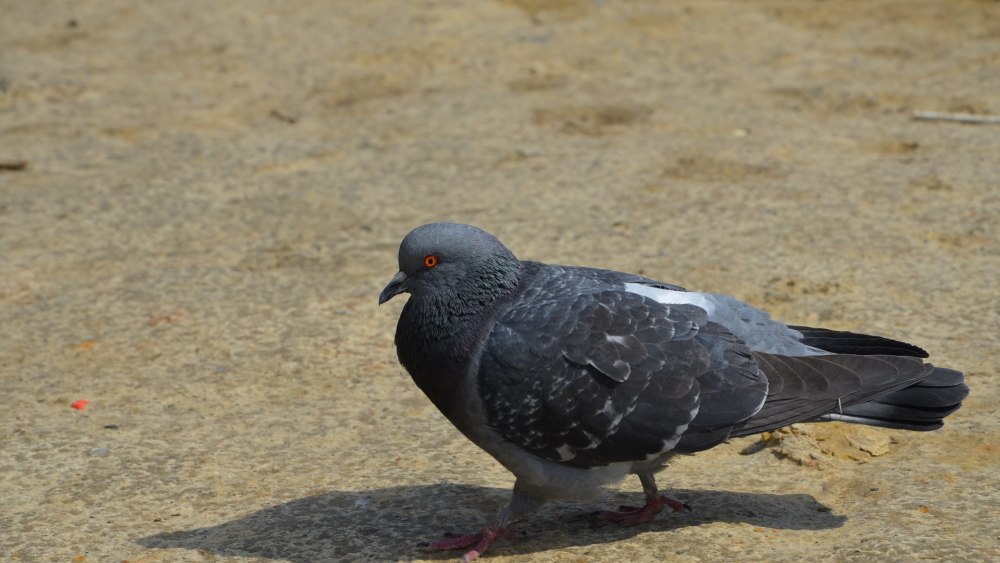 Голубь картинка