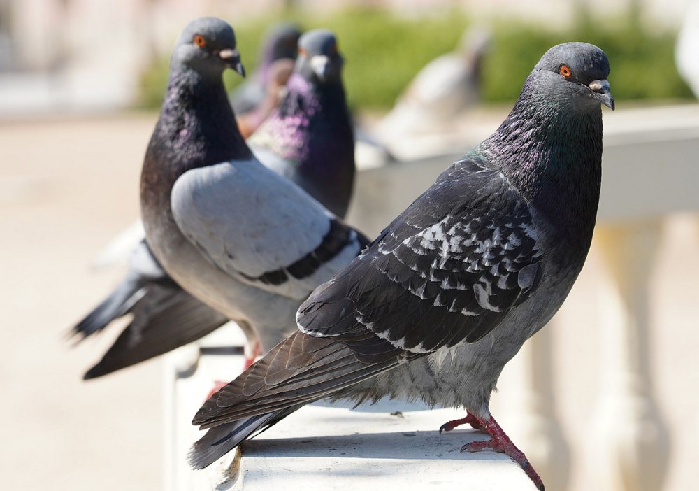 Голуби в Англии