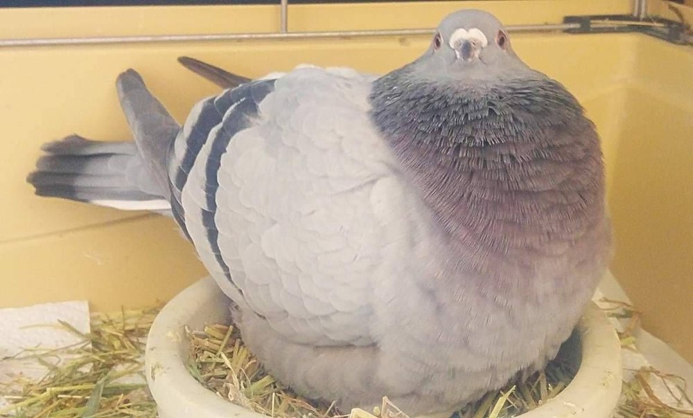 Толстый голубь