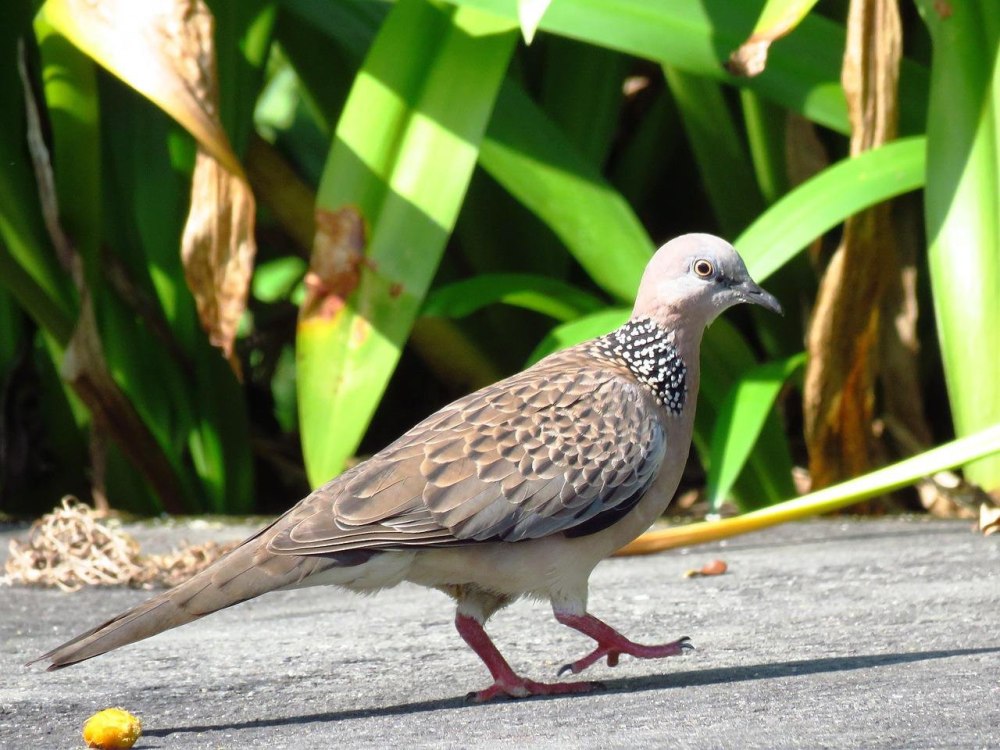 Крапчатый пятнистый голубь