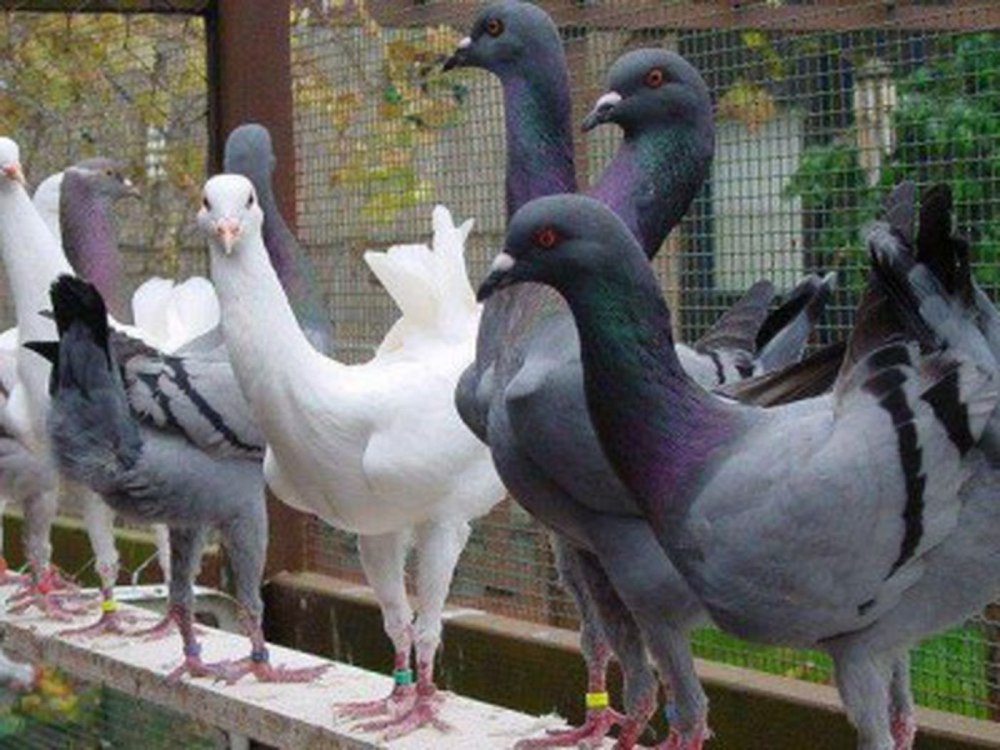 Курообразные голуби Мальтийские