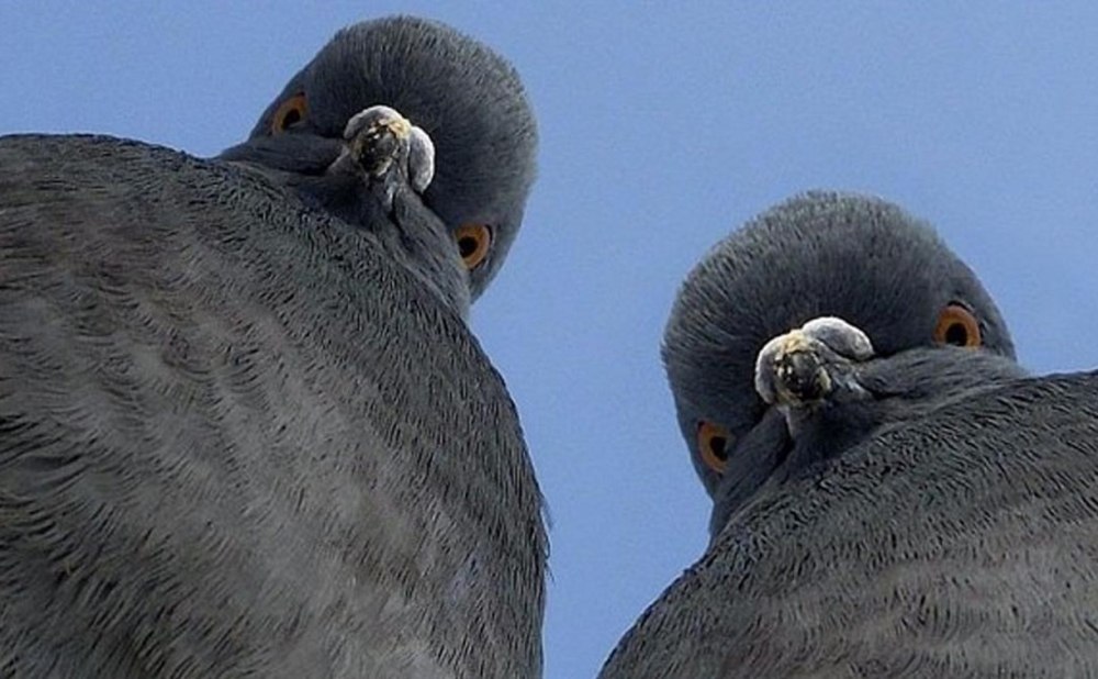 Голубь в шортах