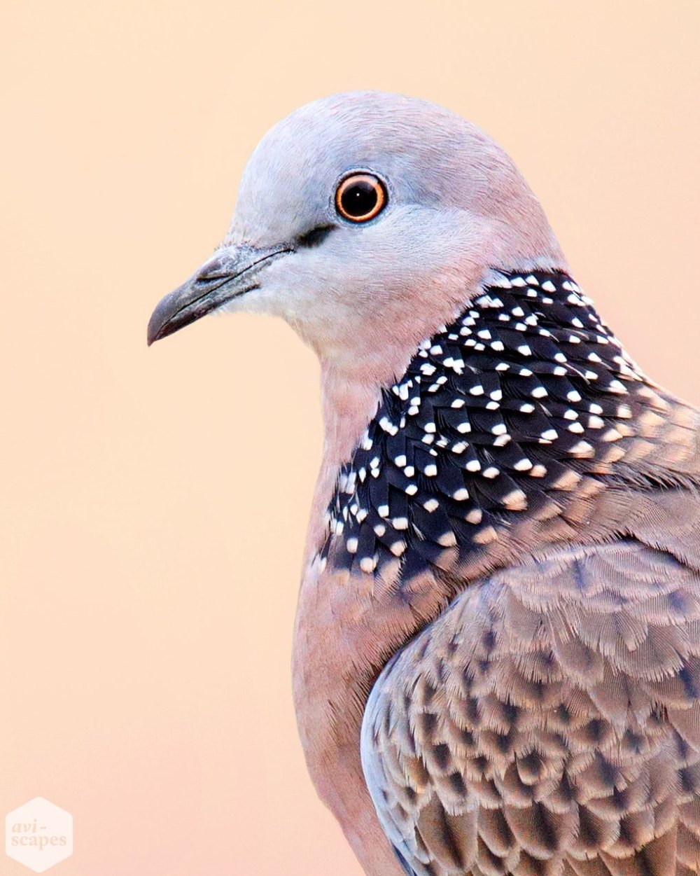 Голубь Горлица