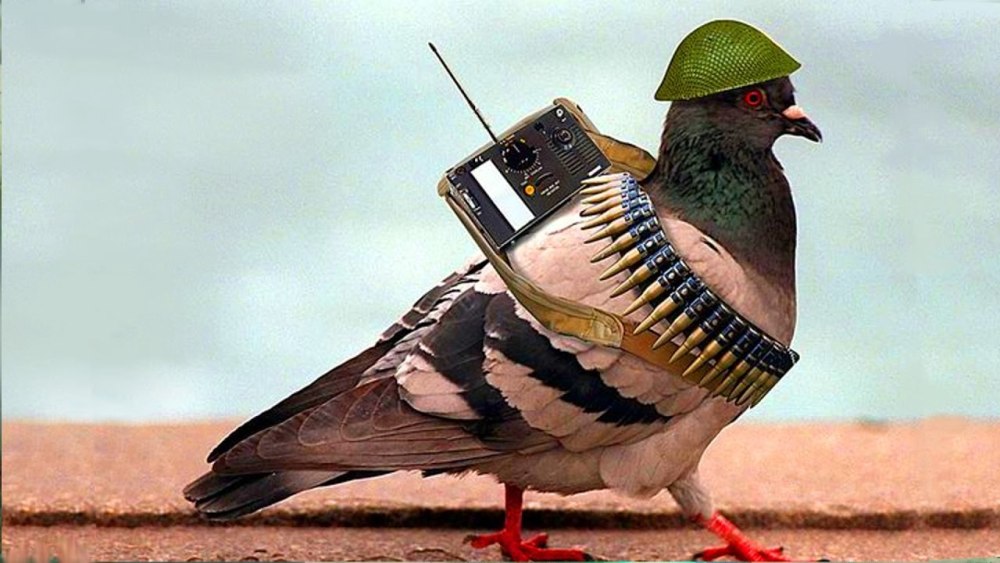 Птица в каске