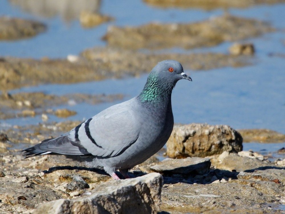 Скальный голубь (Columba rupestris)