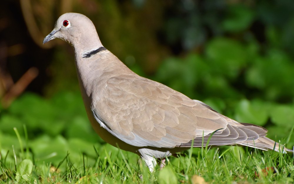 Дикий голубь вяхирь