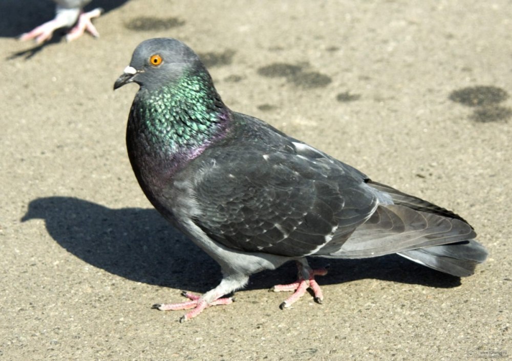 Обычные голуби