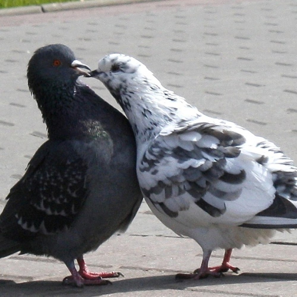 Голубь живой