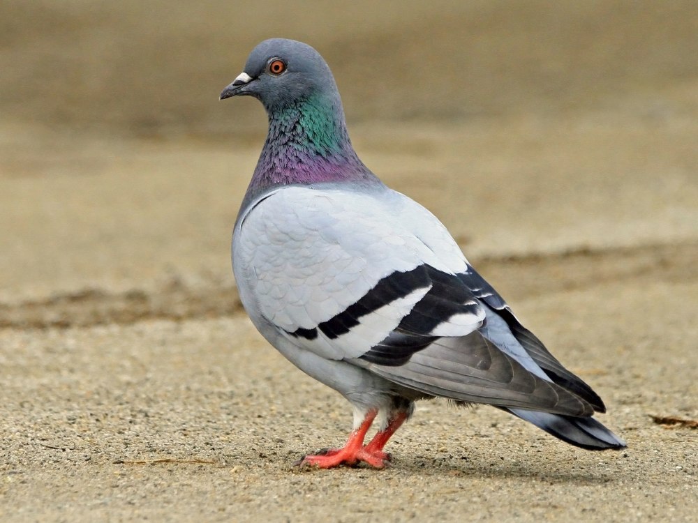 Pöchtachi Pigeon