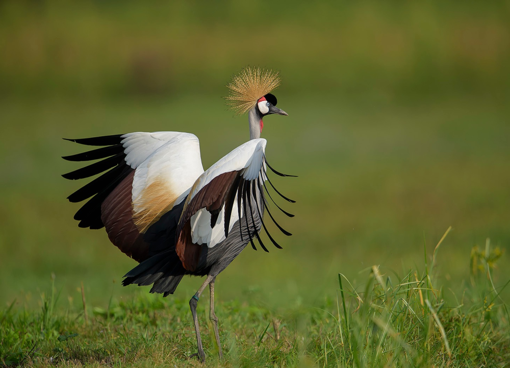 Balearica regulorum