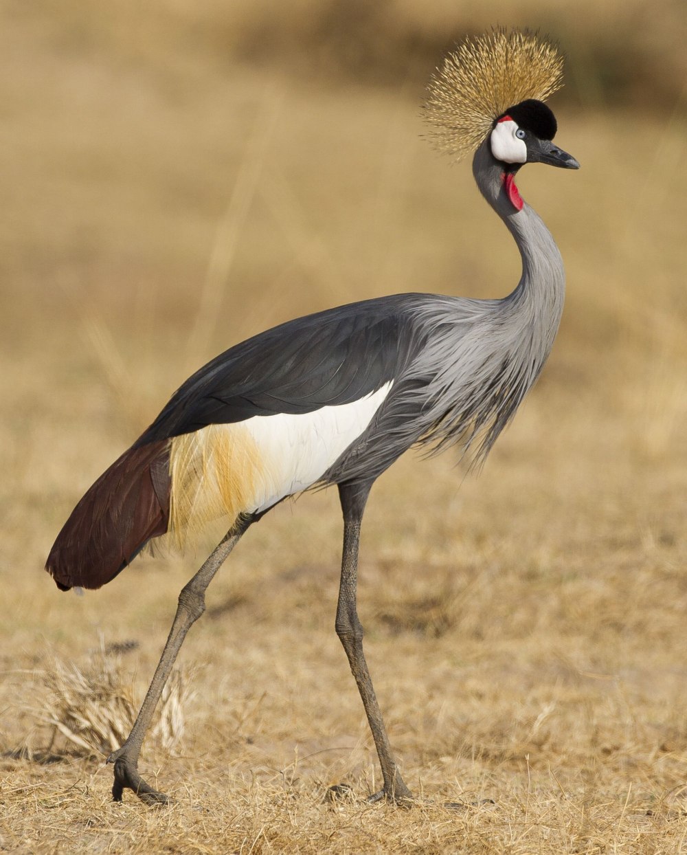 Восточный венценосный журавль Balearica regulorum
