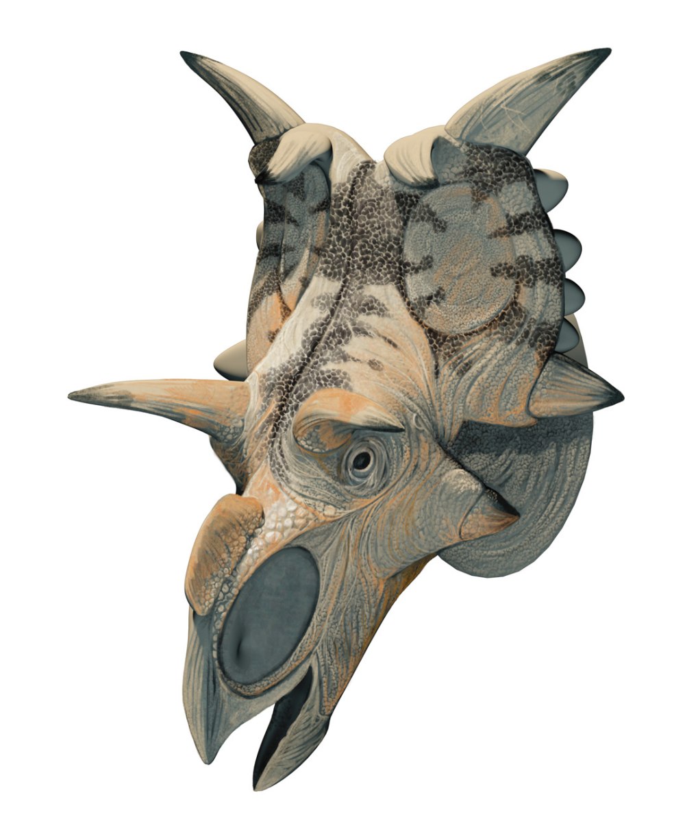 Xenoceratops foremostensis