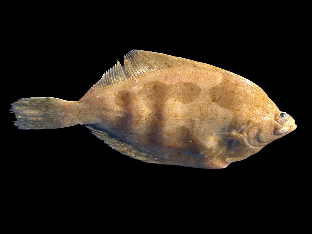 Рыба limanda limanda
