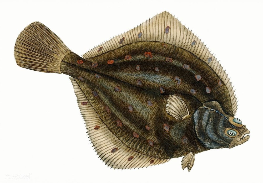 Полярная камбала Liopsetta glacialis