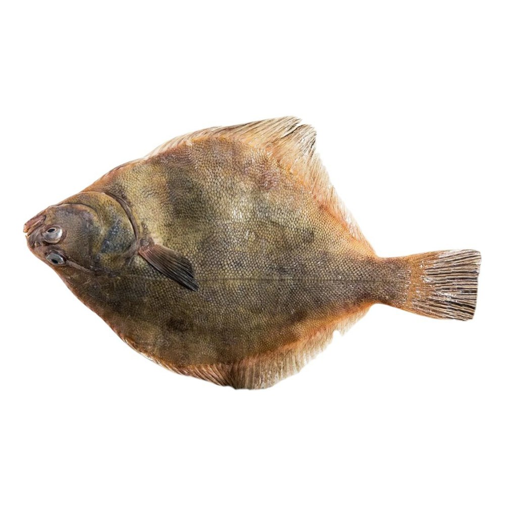 Морская рыба камбала