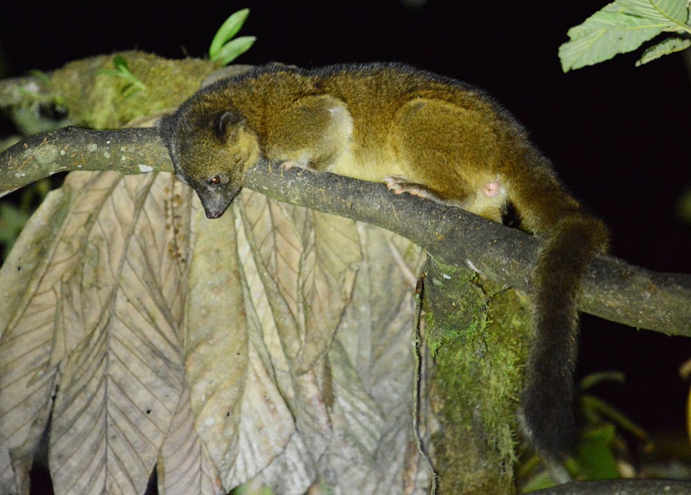 Bassaricyon Medius