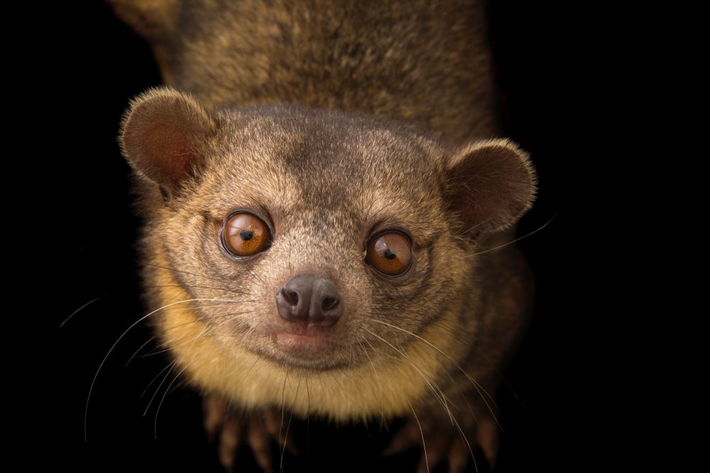 Bassaricyon Medius