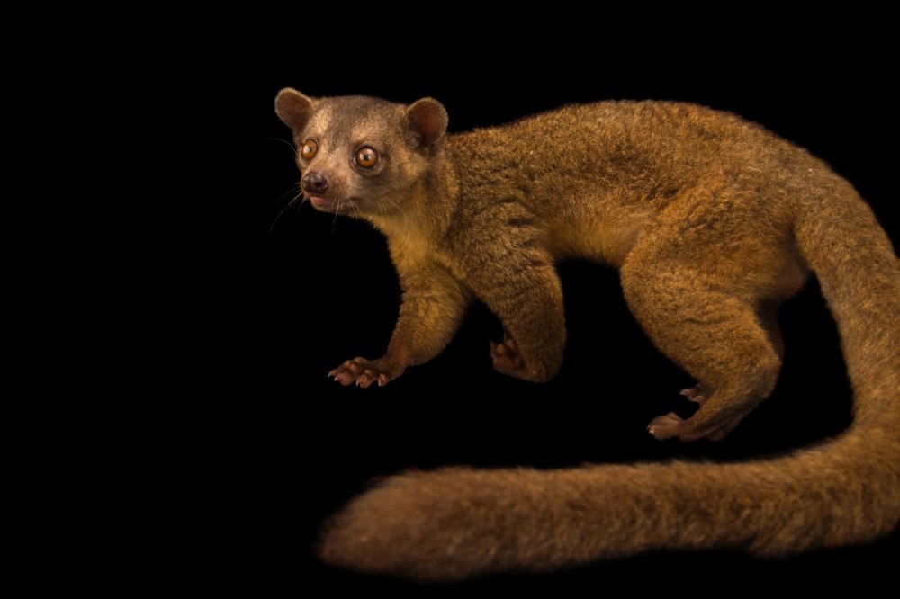 Bassaricyon Medius
