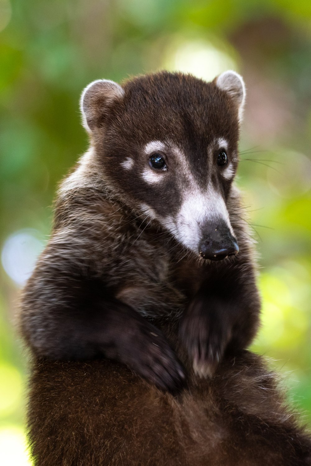 Коати животное