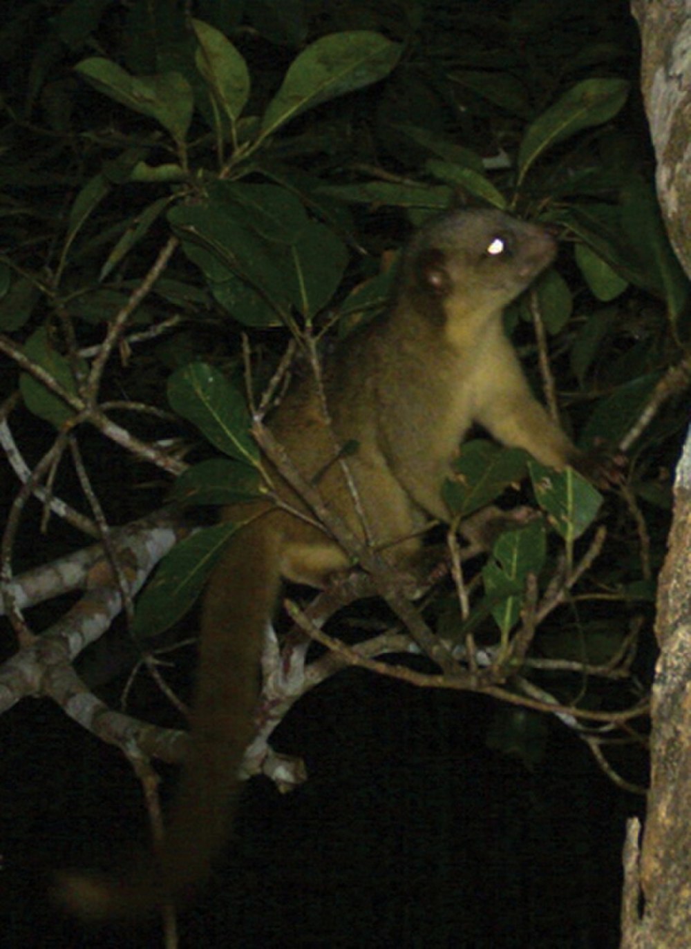 Bassaricyon Medius