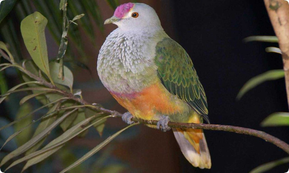 Ptilinopus Regina