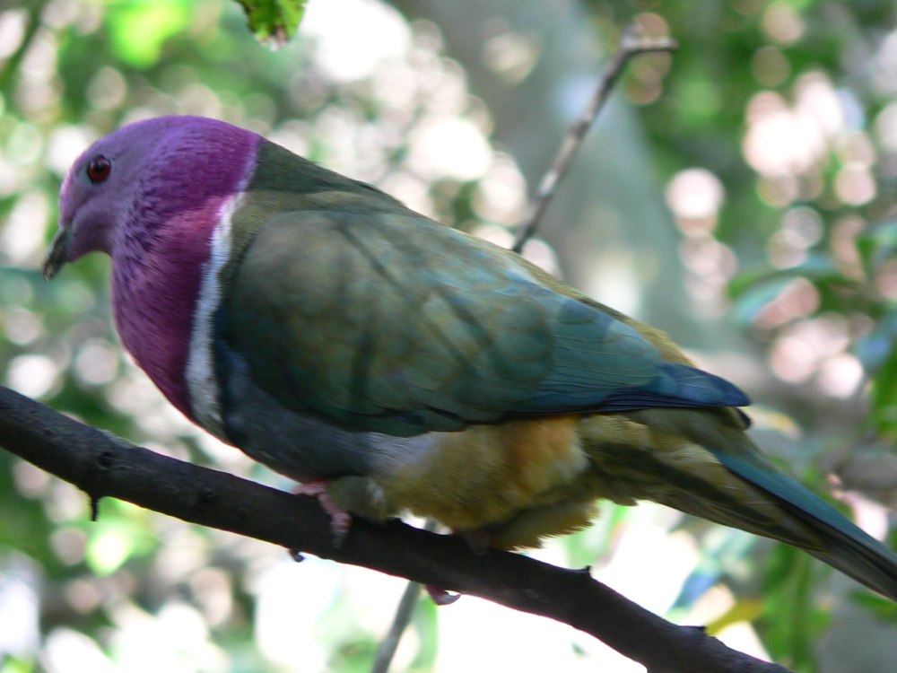 Ptilinopus porphyreus