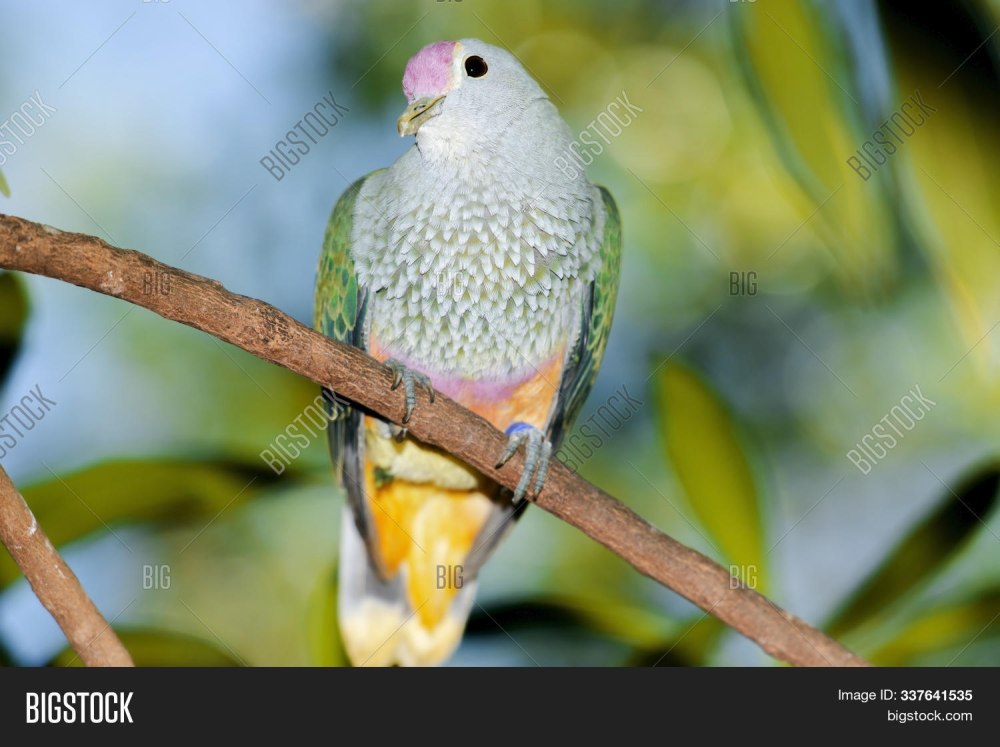 Coral Fruit dove