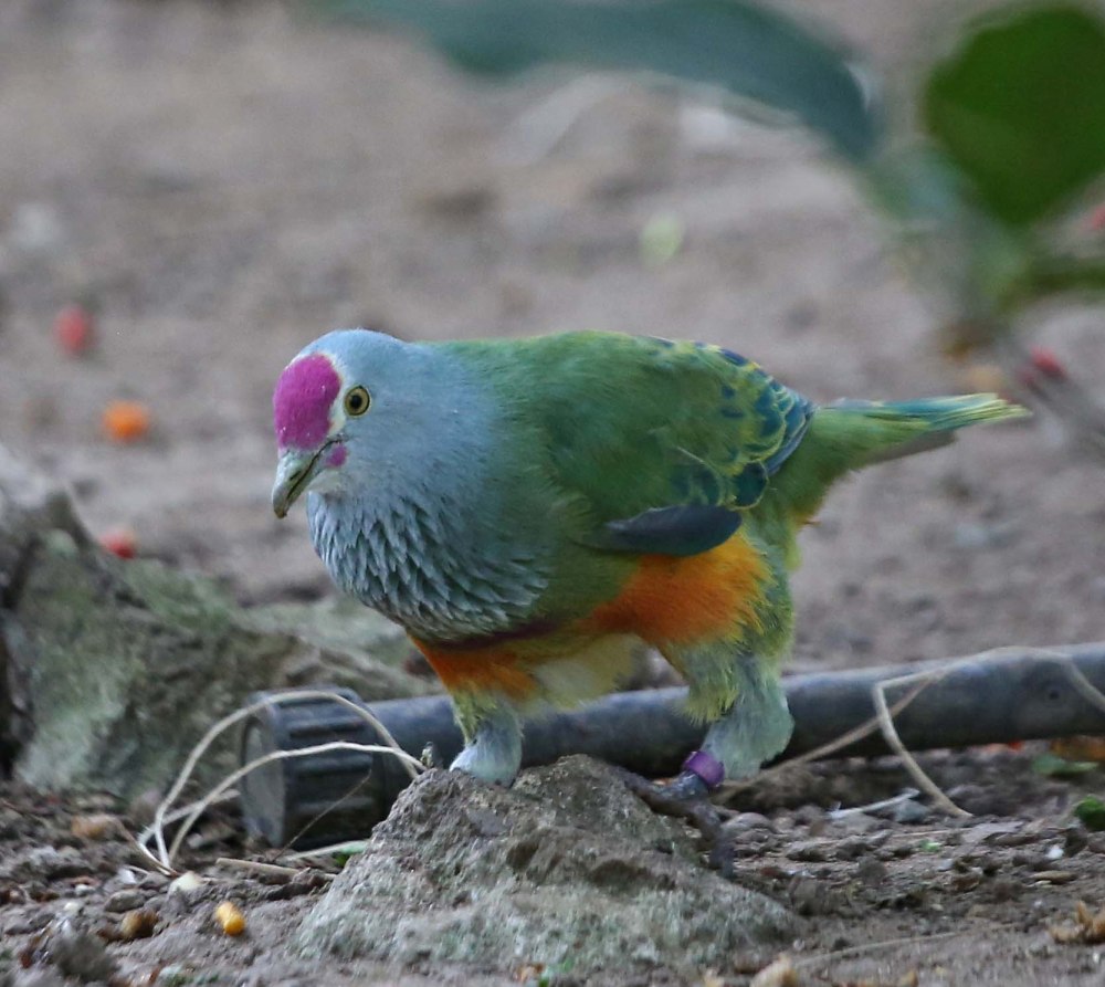 Ptilinopus roseicapilla