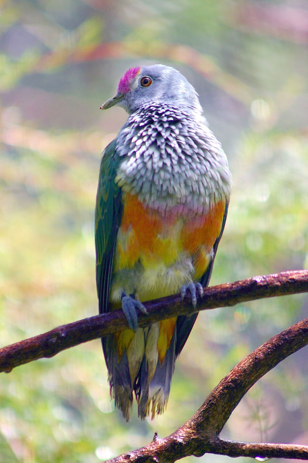 Ptilinopus merrilli
