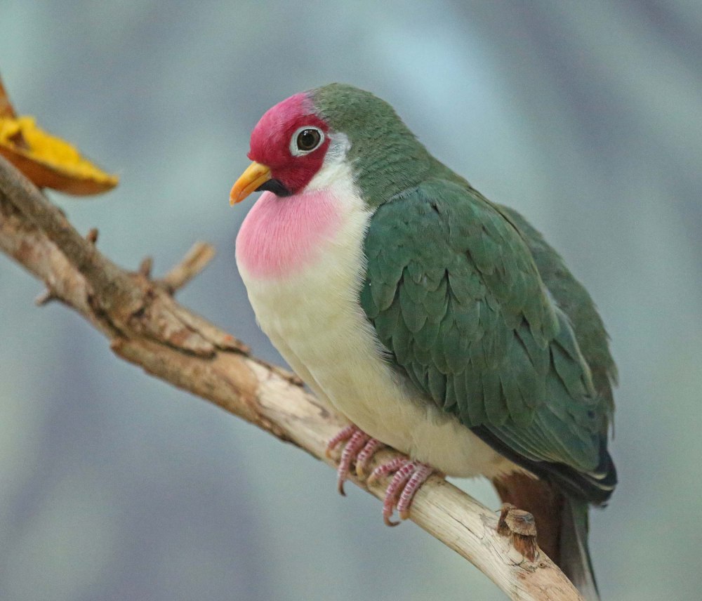 Ptilinopus huttoni
