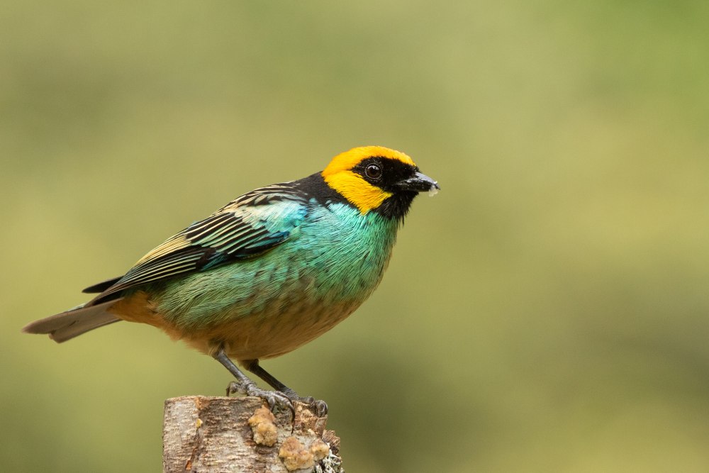 Желтоголовая танагра