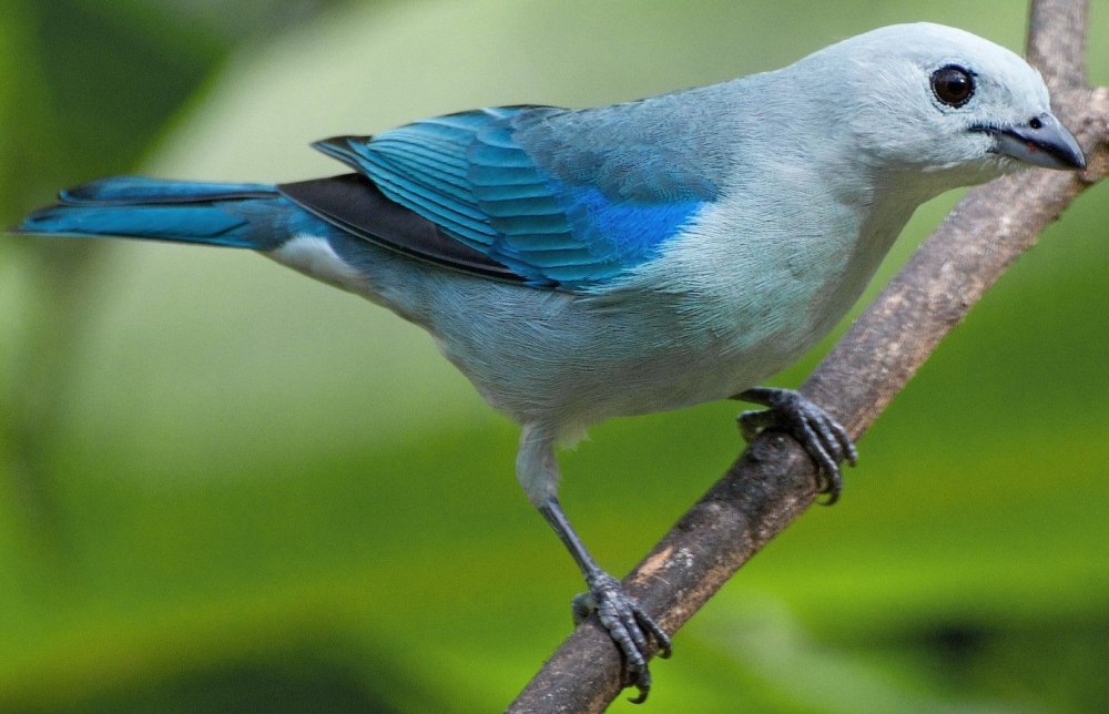 Голубая танагра обитание