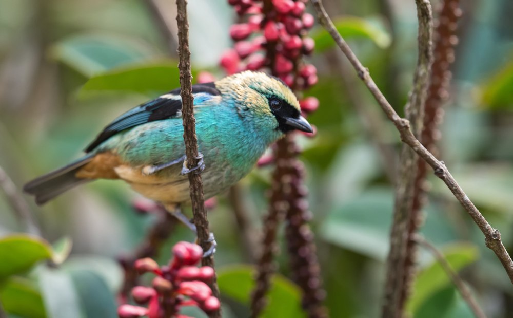 Красивая танагра много фото крупным планом